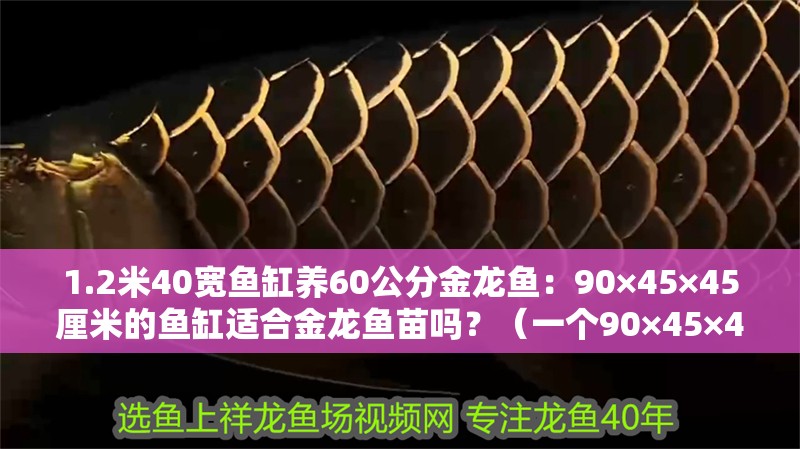 1.2米40寬魚缸養(yǎng)60公分金龍魚：90×45×45厘米的魚缸適合金龍魚苗嗎？（一個90×45×45厘米的魚缸養(yǎng)殖金龍魚苗的幾個關(guān)鍵因素需考慮）