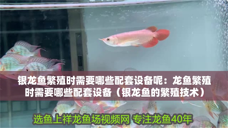 銀龍魚繁殖時(shí)需要哪些配套設(shè)備呢：龍魚繁殖時(shí)需要哪些配套設(shè)備（銀龍魚的繁殖技術(shù)）