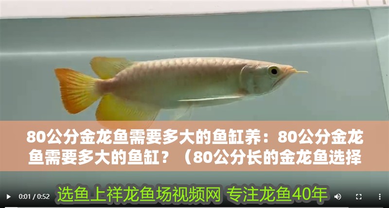 80公分金龍魚(yú)需要多大的魚(yú)缸養(yǎng)：80公分金龍魚(yú)需要多大的魚(yú)缸？（80公分長(zhǎng)的金龍魚(yú)選擇合適大小的魚(yú)缸是一個(gè)令人頭疼的問(wèn)題）