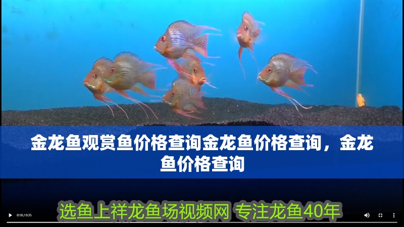 金龍魚觀賞魚價(jià)格查詢金龍魚價(jià)格查詢，金龍魚價(jià)格查詢