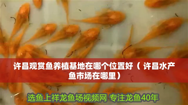 許昌觀賞魚養(yǎng)植基地在哪個位置好（ 許昌水產(chǎn)魚市場在哪里）