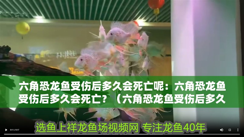 六角恐龍魚受傷后多久會死亡呢：六角恐龍魚受傷后多久會死亡？（六角恐龍魚受傷后多久會死亡）