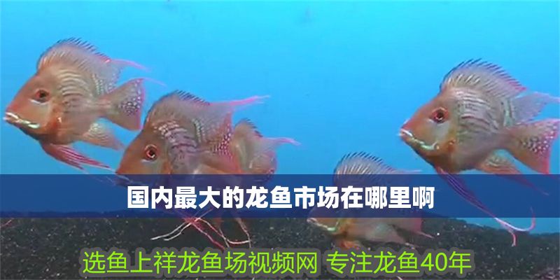 國(guó)內(nèi)最大的龍魚市場(chǎng)在哪里啊