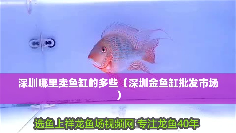 深圳哪里賣魚缸的多些（深圳金魚缸批發市場）