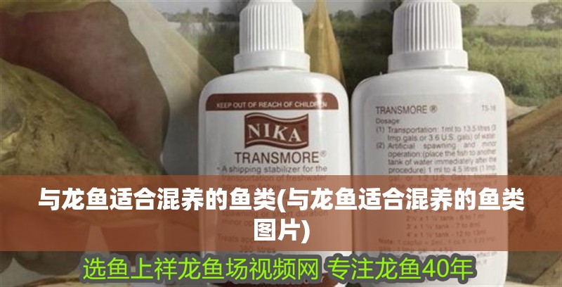 與龍魚適合混養的魚類(與龍魚適合混養的魚類圖片)