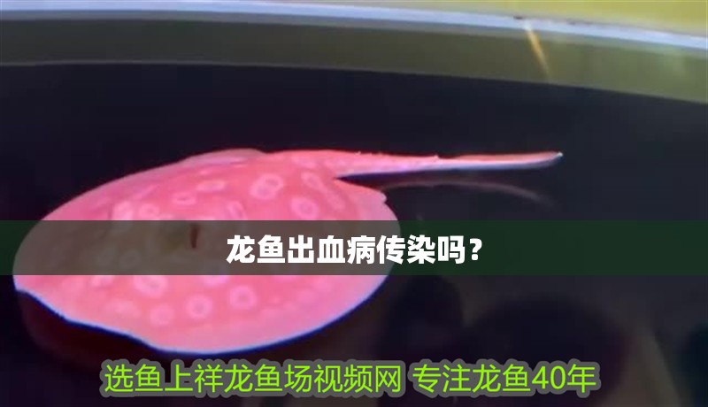 龍魚出血病傳染嗎？
