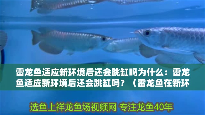 雷龍魚適應(yīng)新環(huán)境后還會跳缸嗎為什么：雷龍魚適應(yīng)新環(huán)境后還會跳缸嗎？（雷龍魚在新環(huán)境中會表現(xiàn)出跳躍缸的行為會影響雷龍魚的社交行為）