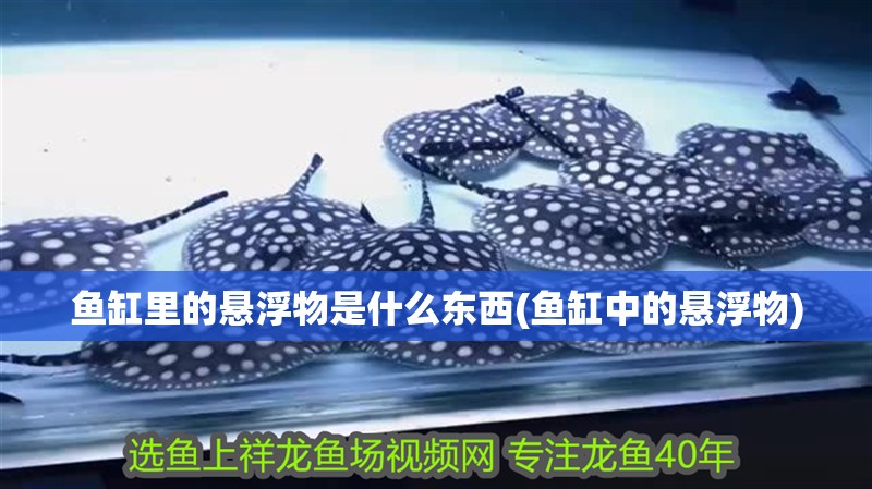 魚缸里的懸浮物是什么東西(魚缸中的懸浮物)