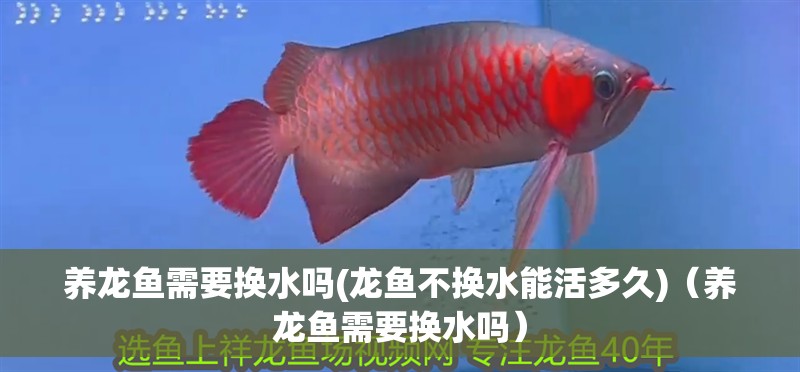 養龍魚需要換水嗎(龍魚不換水能活多久)（養龍魚需要換水嗎）