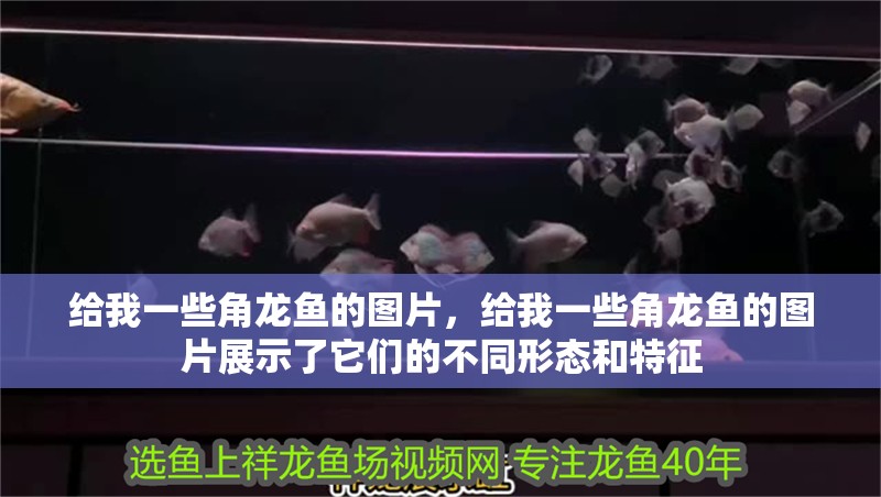 給我一些角龍魚的圖片，給我一些角龍魚的圖片展示了它們的不同形態(tài)和特征