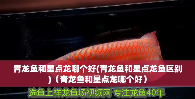 青龍魚和星點龍哪個好(青龍魚和星點龍魚區別)（青龍魚和星點龍哪個好）