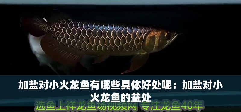 加鹽對小火龍魚有哪些具體好處呢：加鹽對小火龍魚的益處 加鹽對小火龍魚有哪些具體好處呢：加鹽對小火龍魚的益處 水族問答