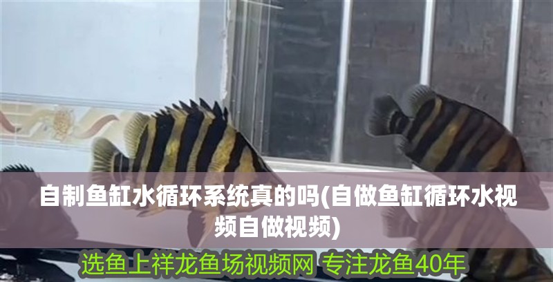 自制魚缸水循環系統真的嗎(自做魚缸循環水視頻自做視頻)