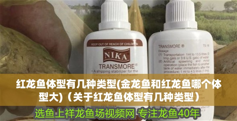 紅龍魚體型有幾種類型(金龍魚和紅龍魚哪個體型大)（關于紅龍魚體型有幾種類型）