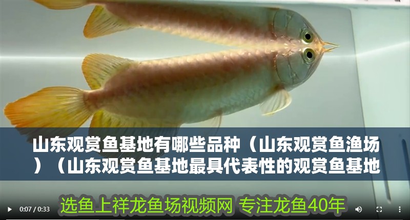 山東觀賞魚基地有哪些品種（山東觀賞魚漁場）（山東觀賞魚基地最具代表性的觀賞魚基地有哪些品種）