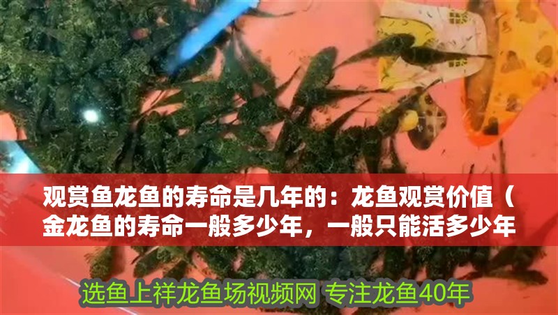 觀賞魚龍魚的壽命是幾年的：龍魚觀賞價值（金龍魚的壽命一般多少年，一般只能活多少年，一般只能活20年）