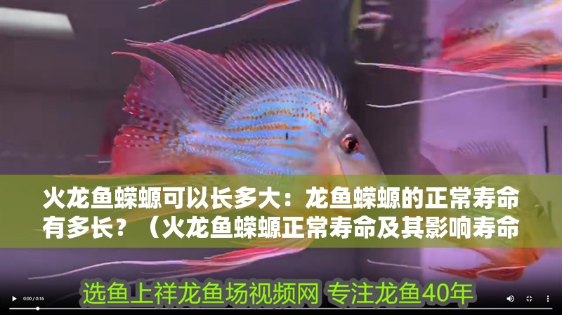 火龍魚蠑螈可以長多大：龍魚蠑螈的正常壽命有多長？（火龍魚蠑螈正常壽命及其影響壽命及其影響因素）