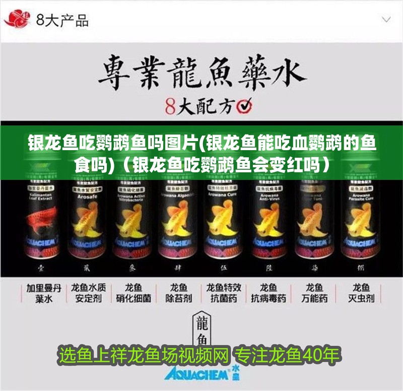 銀龍魚吃鸚鵡魚嗎圖片(銀龍魚能吃血鸚鵡的魚食嗎)（銀龍魚吃鸚鵡魚會變紅嗎）