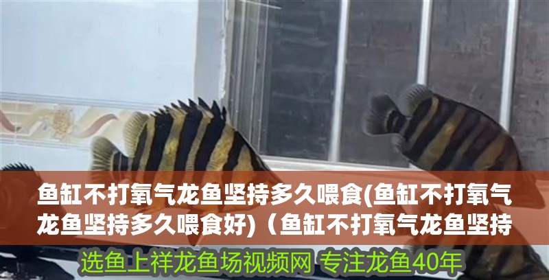 魚缸不打氧氣龍魚堅持多久喂食(魚缸不打氧氣龍魚堅持多久喂食好)（魚缸不打氧氣龍魚堅持多久喂食）