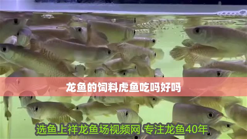 龍魚的飼料虎魚吃嗎好嗎