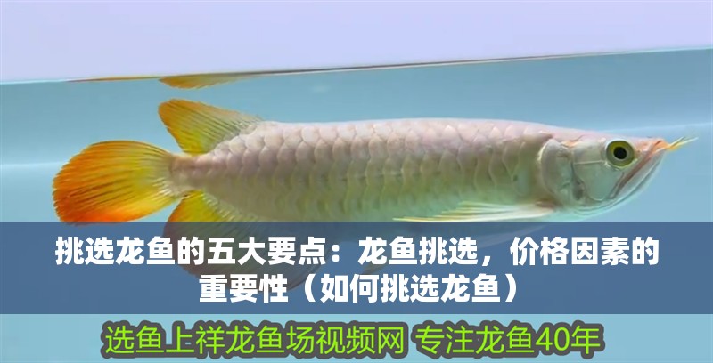 挑選龍魚的五大要點：龍魚挑選，價格因素的重要性（如何挑選龍魚）