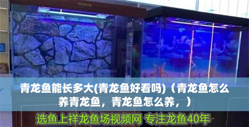 青龍魚能長多大(青龍魚好看嗎)（青龍魚怎么養青龍魚，青龍魚怎么養，）