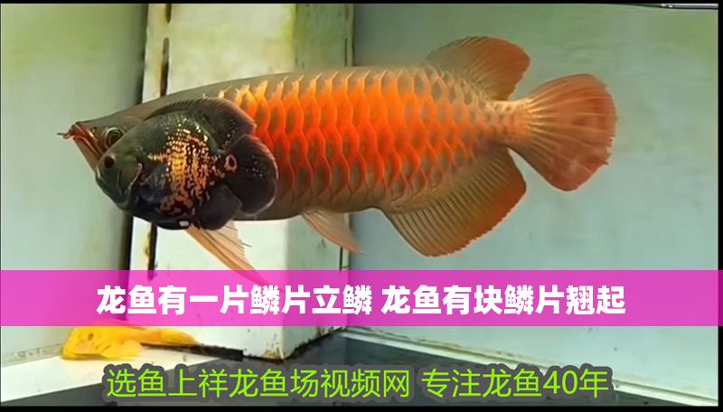 龍魚有一片鱗片立鱗 龍魚有塊鱗片翹起