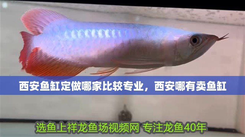 西安魚缸定做哪家比較專業(yè)，西安哪有賣魚缸