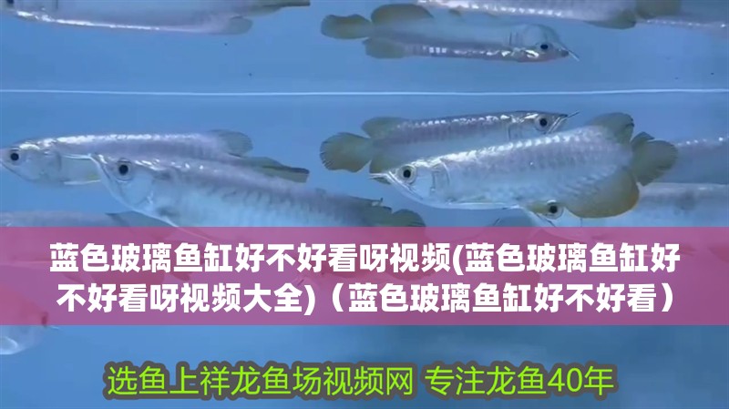 藍色玻璃魚缸好不好看呀視頻(藍色玻璃魚缸好不好看呀視頻大全)（藍色玻璃魚缸好不好看） 藍色玻璃魚缸好不好看呀視頻(藍色玻璃魚缸好不好看呀視頻大全)（藍色玻璃魚缸好不好看） 觀賞魚百科