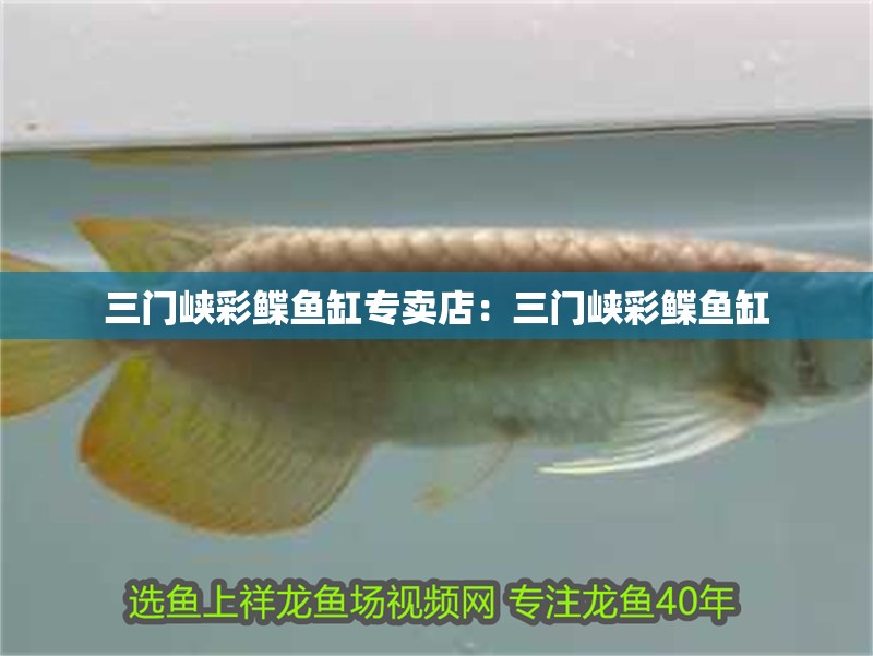 三門峽彩鰈魚缸專賣店：三門峽彩鰈魚缸