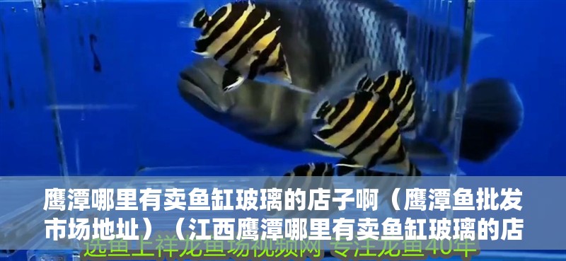 鷹潭哪里有賣魚缸玻璃的店子啊（鷹潭魚批發市場地址）（<strong><mark>江西</mark></strong>鷹潭哪里有賣魚缸玻璃的店子）