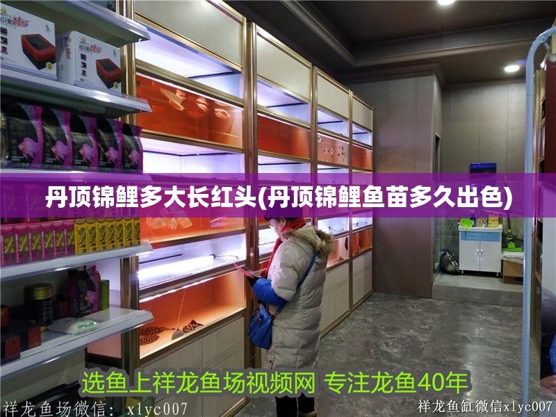 丹頂錦鯉多大長紅頭(丹頂錦鯉魚苗多久出色)