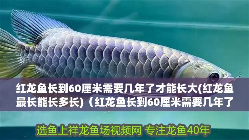 紅龍魚長到60厘米需要幾年了才能長大(紅龍魚最長能長多長)（紅龍魚長到60厘米需要幾年了才能長大）
