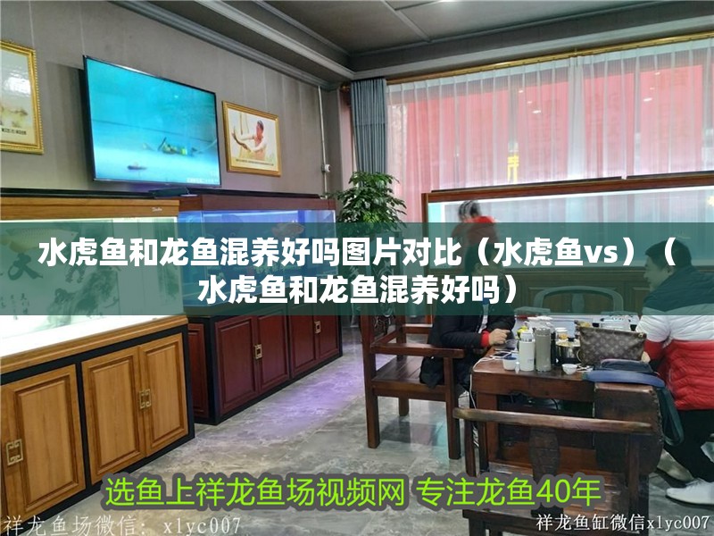 水虎魚和龍魚混養好嗎圖片對比（水虎魚vs）（水虎魚和龍魚混養好嗎）