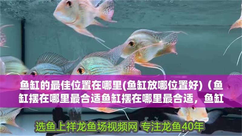魚缸的最佳位置在哪里(魚缸放哪位置好)（魚缸擺在哪里最合適魚缸擺在哪里最合適，魚缸擺在哪最合適）