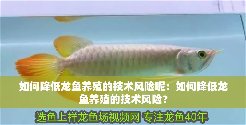 如何降低龍魚養殖的技術風險呢：如何降低龍魚養殖的技術風險？