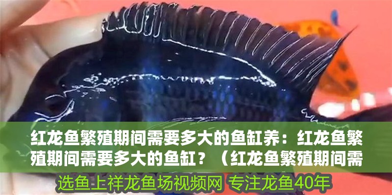 流水魚缸的擺放風(fēng)水(魚缸流水方向風(fēng)水)（魚缸擺放風(fēng)水學(xué)）