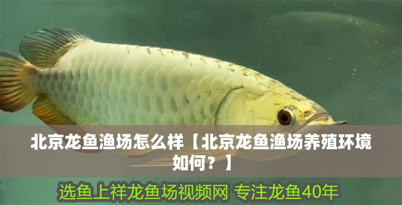 北京龍魚漁場怎么樣【北京龍魚漁場養(yǎng)殖環(huán)境如何？】
