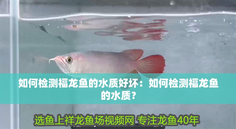 如何檢測福龍魚的水質(zhì)好壞：如何檢測福龍魚的水質(zhì)？