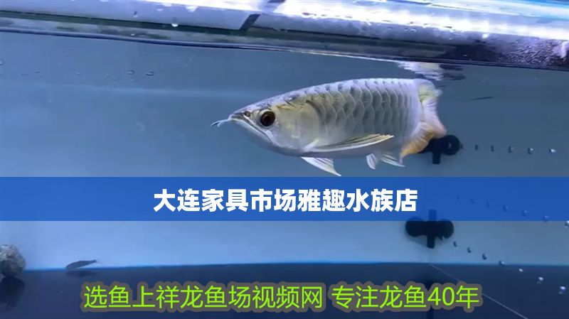 大連家具市場(chǎng)雅趣水族店