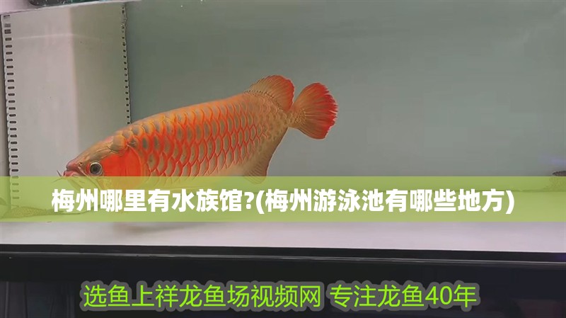 梅州哪里有水族館?(梅州游泳池有哪些地方)