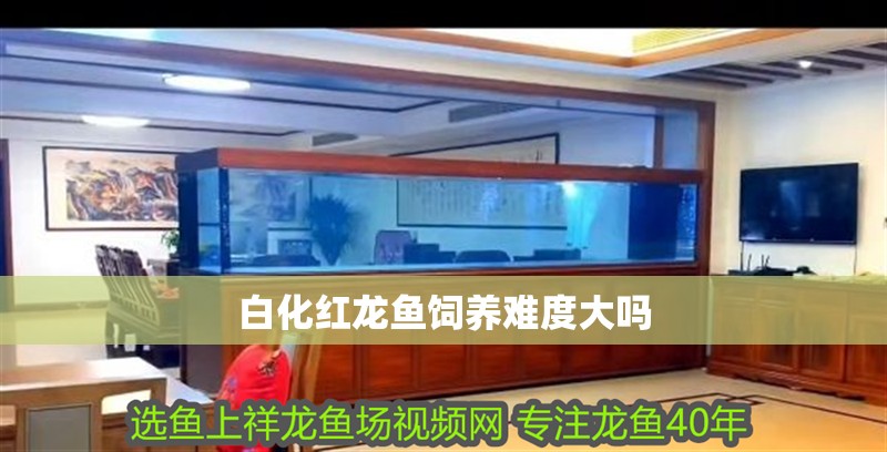 白化紅龍魚飼養難度大嗎