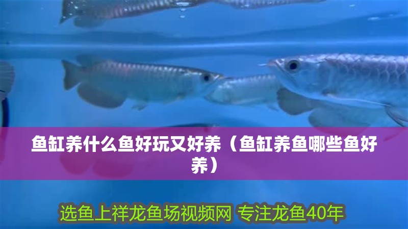 魚缸養什么魚好玩又好養（魚缸養魚哪些魚好養）