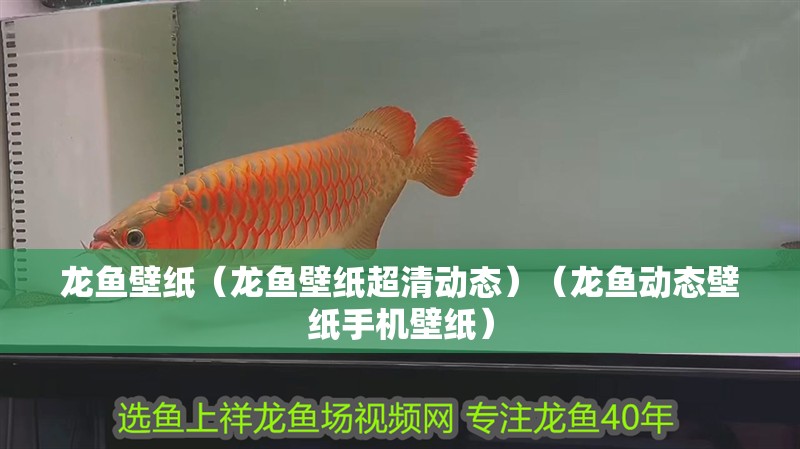 龍魚壁紙（龍魚壁紙超清動態(tài)）（龍魚動態(tài)壁紙手機壁紙）