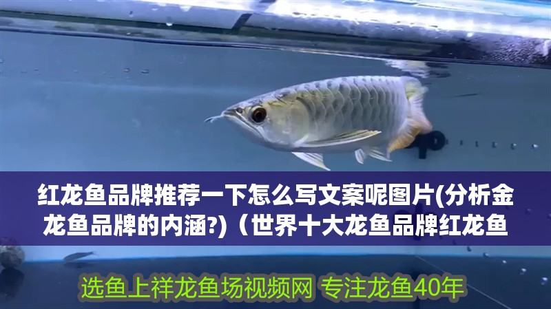 紅龍魚品牌推薦一下怎么寫文案呢圖片(分析金龍魚品牌的內涵?)（世界十大龍魚品牌紅龍魚品牌推薦）