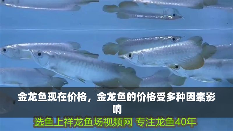 金龍魚現在價格，金龍魚的價格受多種因素影響