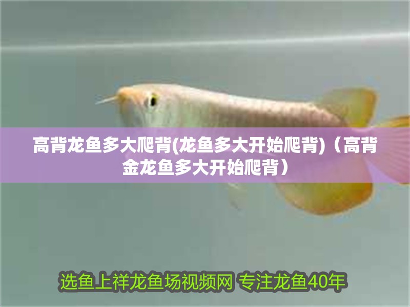 高背龍魚多大爬背(龍魚多大開始爬背)（高背金龍魚多大開始爬背）