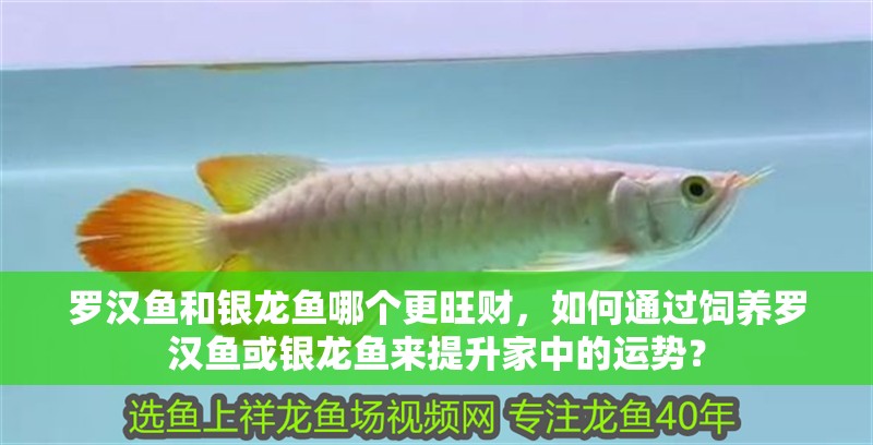 羅漢魚(yú)和銀龍魚(yú)哪個(gè)更旺財(cái)，如何通過(guò)飼養(yǎng)羅漢魚(yú)或銀龍魚(yú)來(lái)提升家中的運(yùn)勢(shì)？