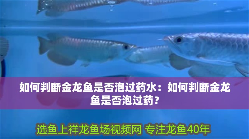 如何判斷金龍魚是否泡過藥水：如何判斷金龍魚是否泡過藥？