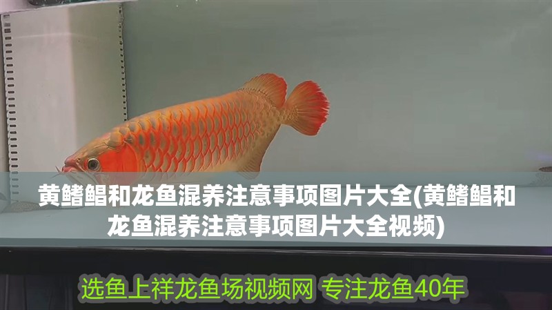 黃鰭鯧和龍魚混養(yǎng)注意事項圖片大全(黃鰭鯧和龍魚混養(yǎng)注意事項圖片大全視頻)